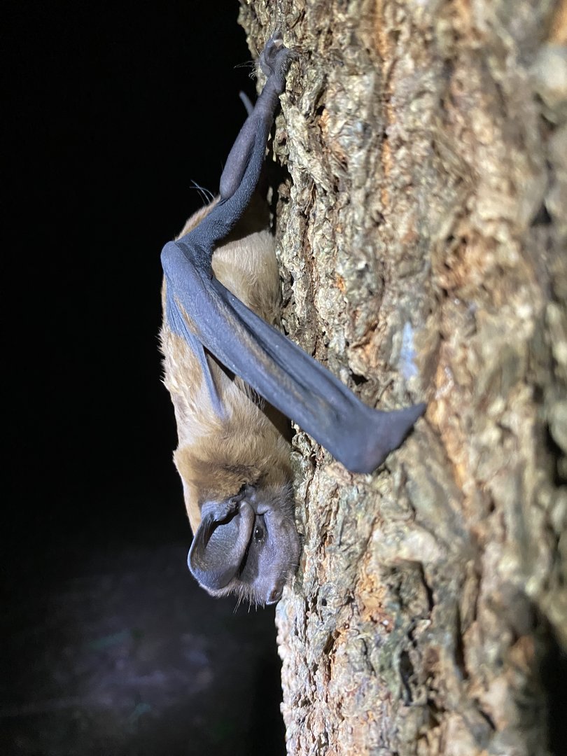 Underwood’s Bonneted Bat (Eumops underwoodi)