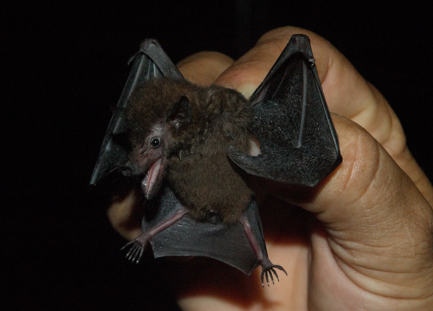 Underwood’s Long-tongued Bat (Hylonycteris underwoodi)