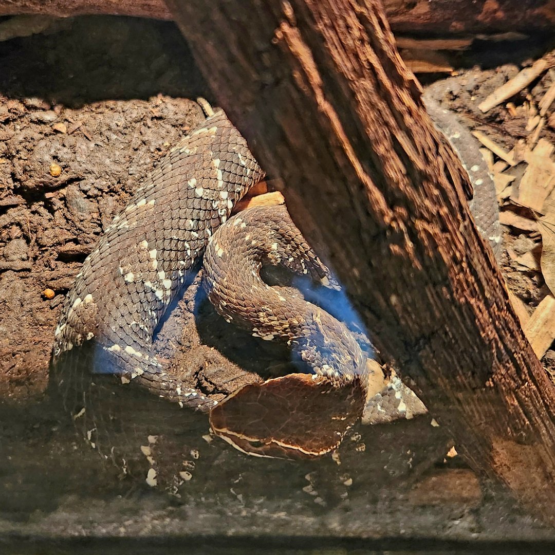 Undescribed Cantil (Agkistrodon sp.)