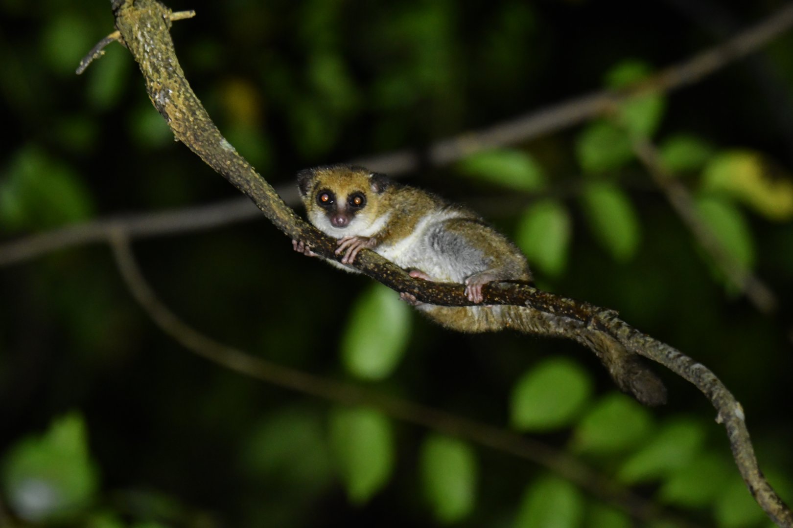 Undescribed Cheirogalus