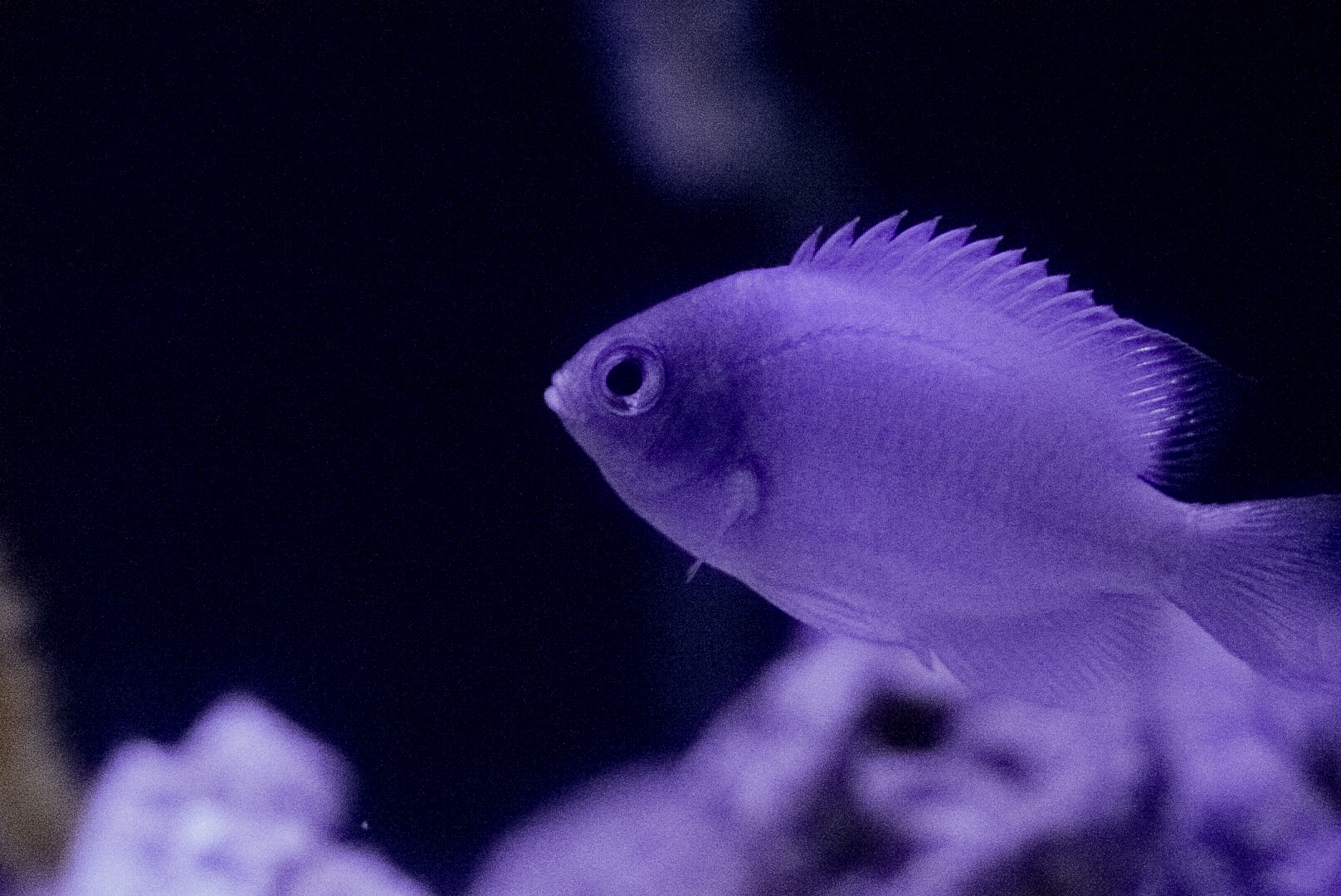 Undescribed Chromis species // Twighlight Zone