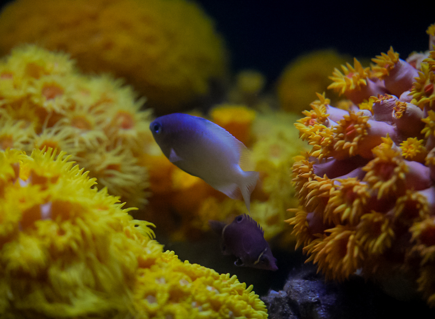 Undescribed Chromis & Yellow Banded Possum Wrasse