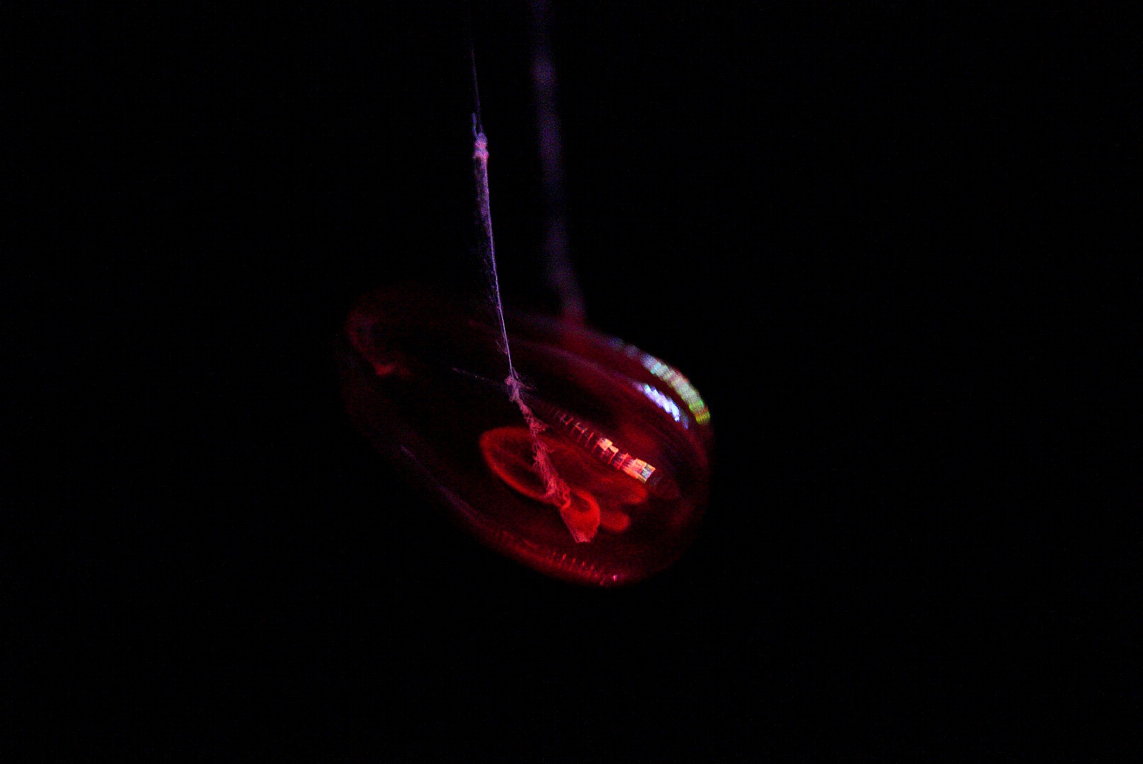 Undescribed Comb Jelly (Red X) // Into to the Deep