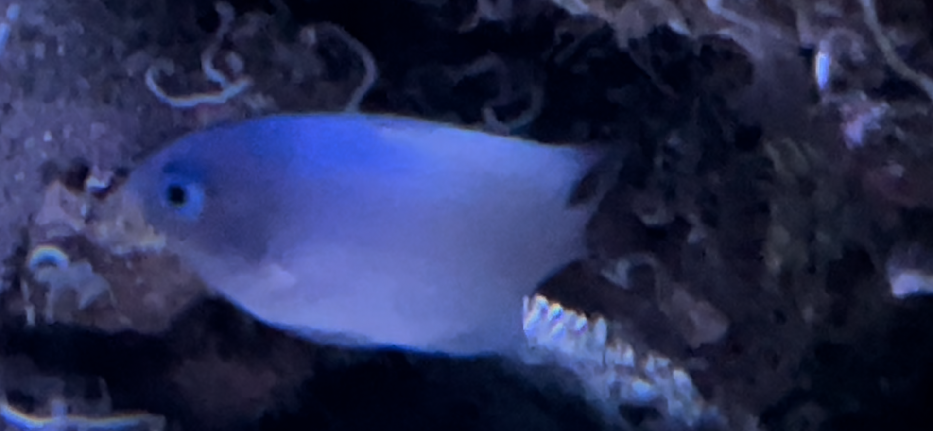 undescribed damsel species