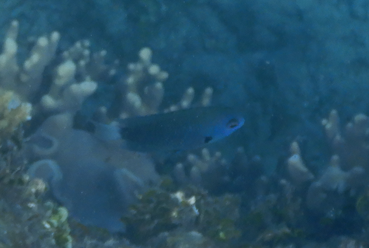 Undescribed damselfish species (Pomacantrus cf. rhodonotus) - Green Island