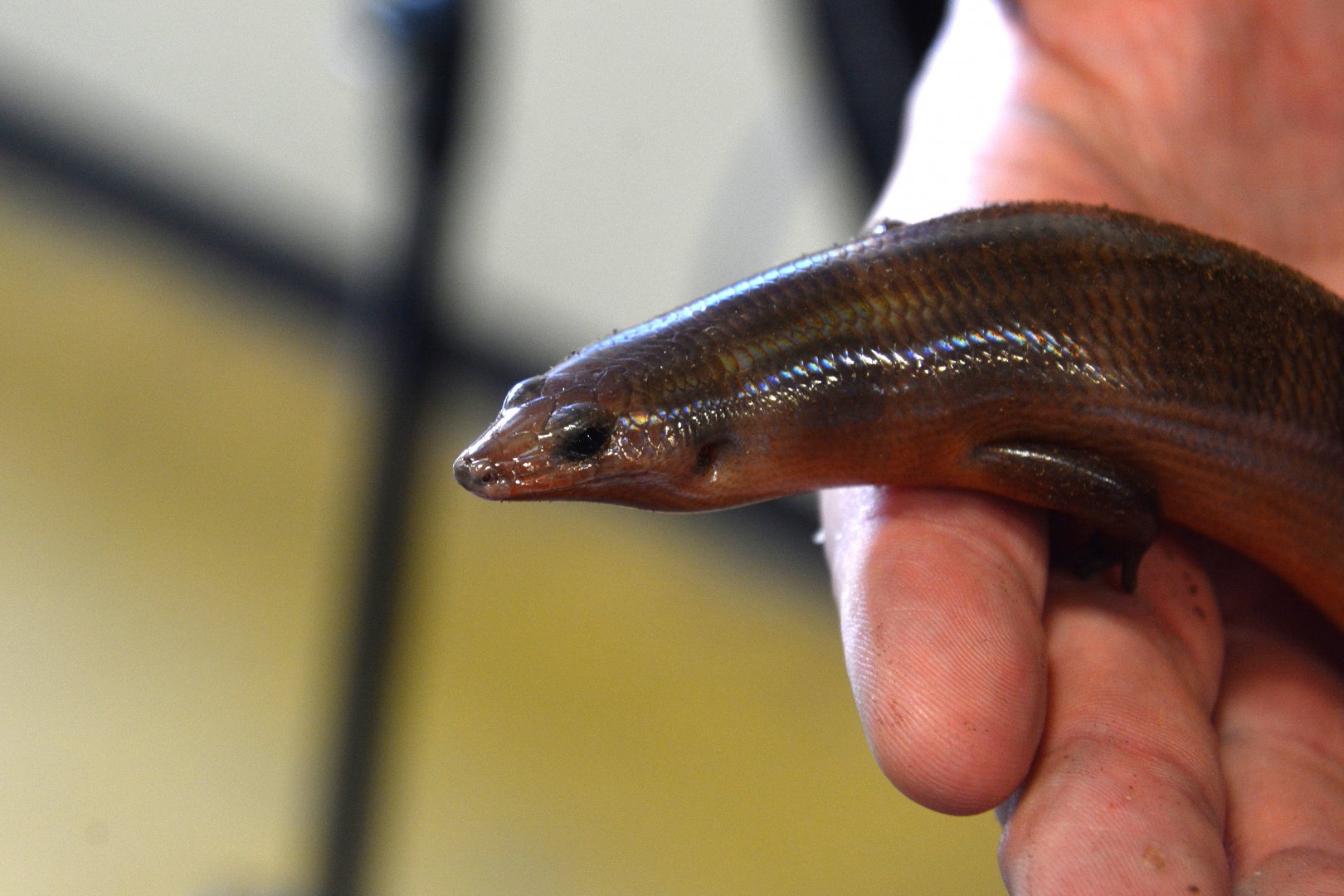 Undescribed skink! (Sphenomorphus sp.)