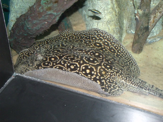 Undescribed Species- Pearl Ray