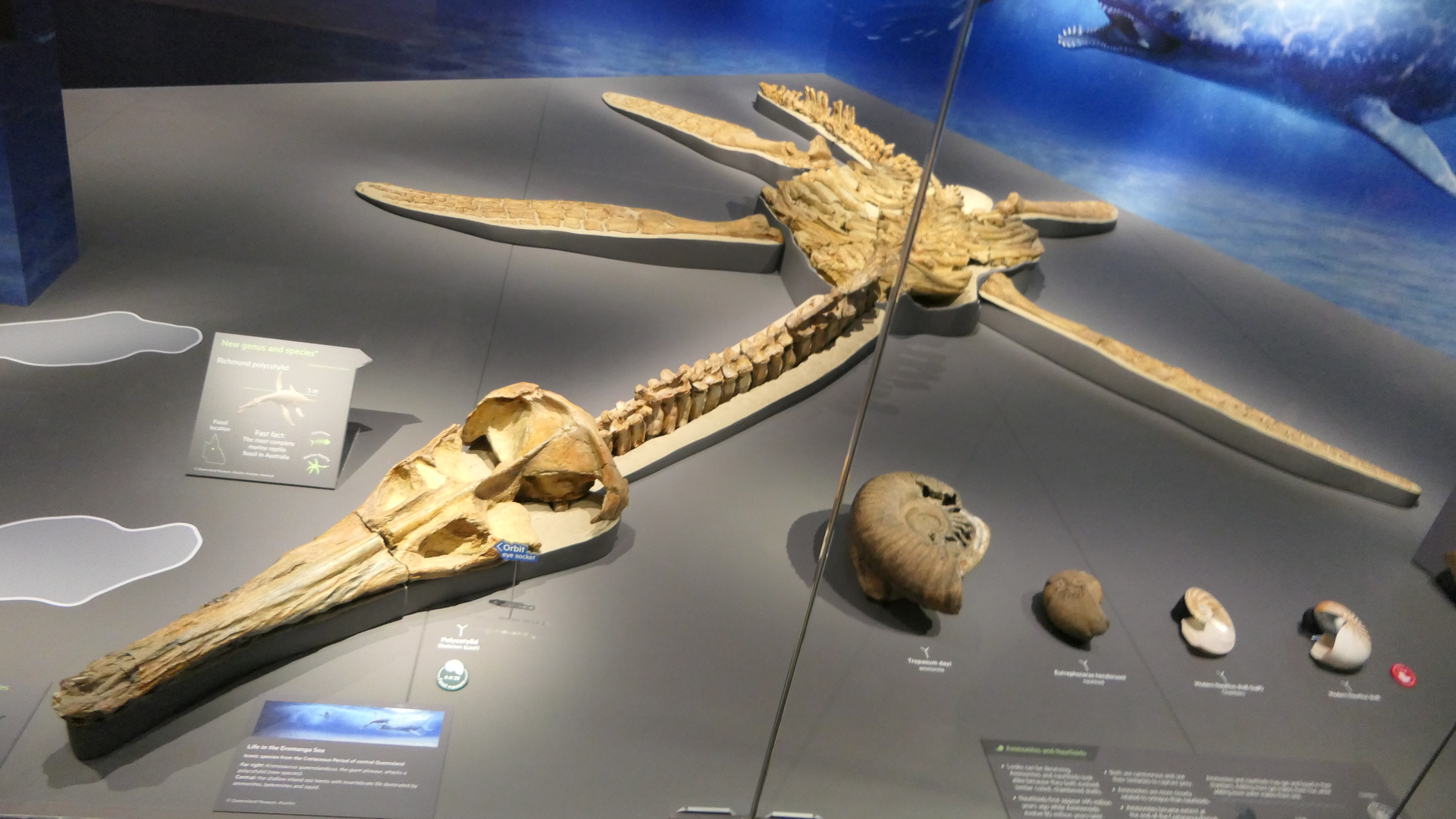 Undescribed species "Richmond polycotylid"