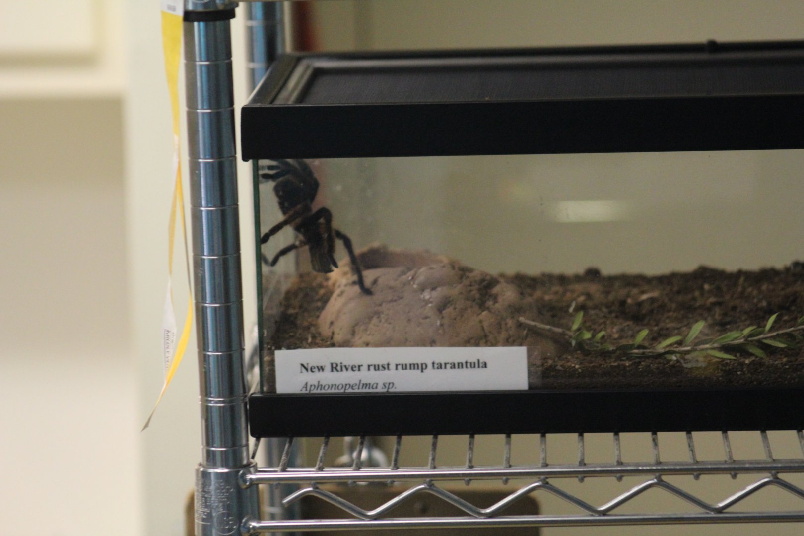 Undescribed Tarantula Species