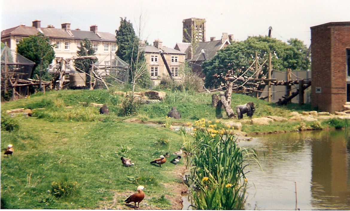 Undi, Salome and Claus the gorillas at Bristol Zoo, 28 May 1999