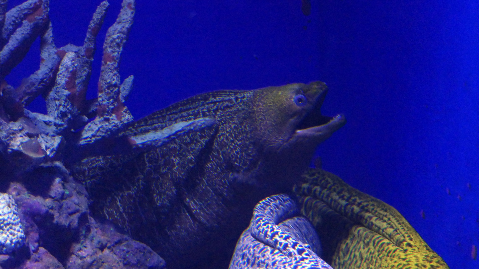 Undulate Moray (Gymnothorax undulatus)