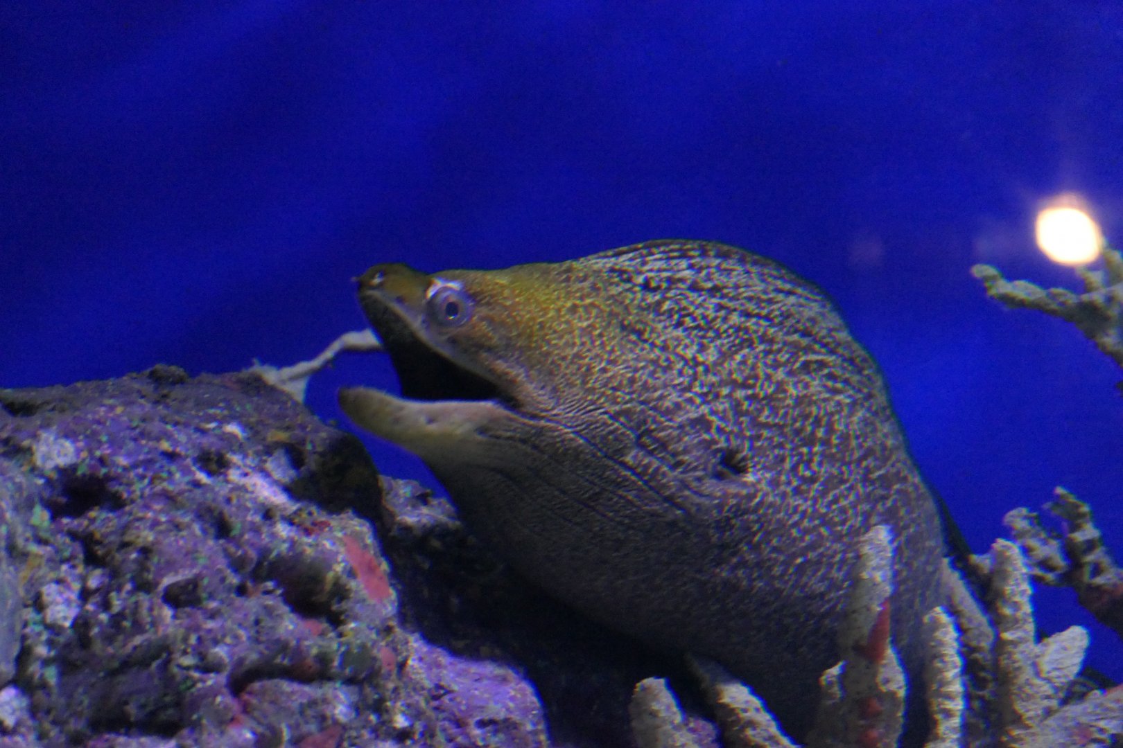 Undulate Moray (Gymnothorax undulatus)