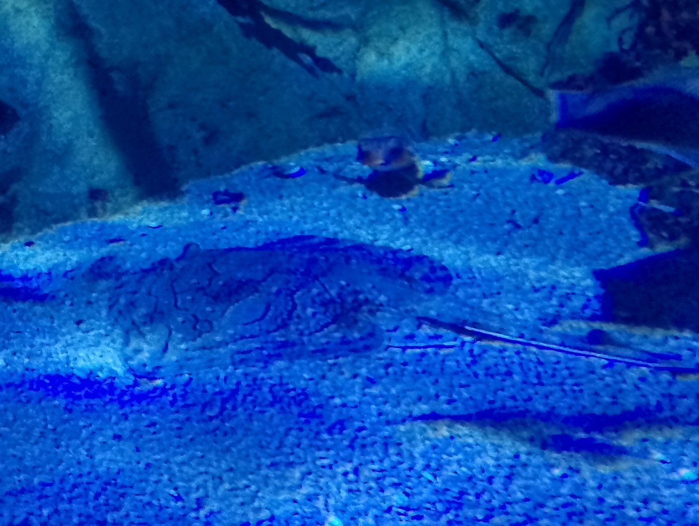 Undulate ray and flying gurnard