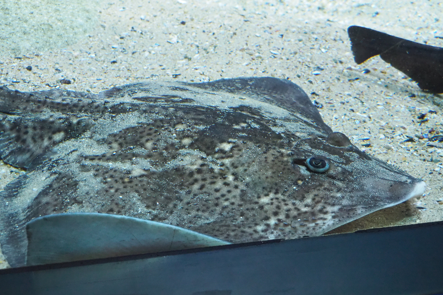 Undulate ray (Raja undulata), 2020-05-24