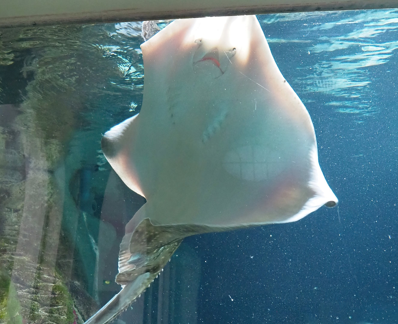 Undulate ray (Raja undulata), 2022-07-10
