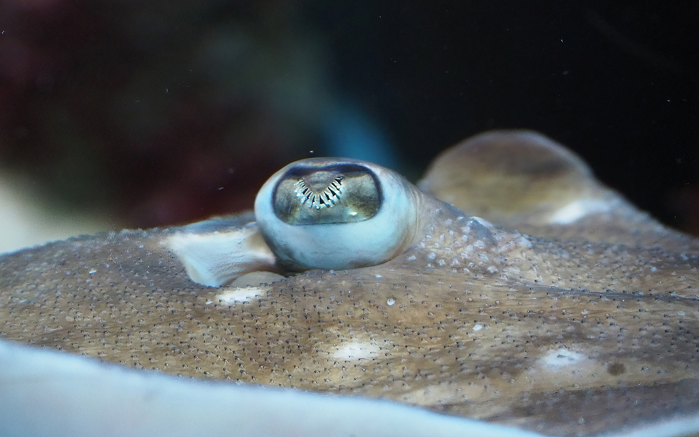 Undulate ray (Raja undulata), 2022-07-10