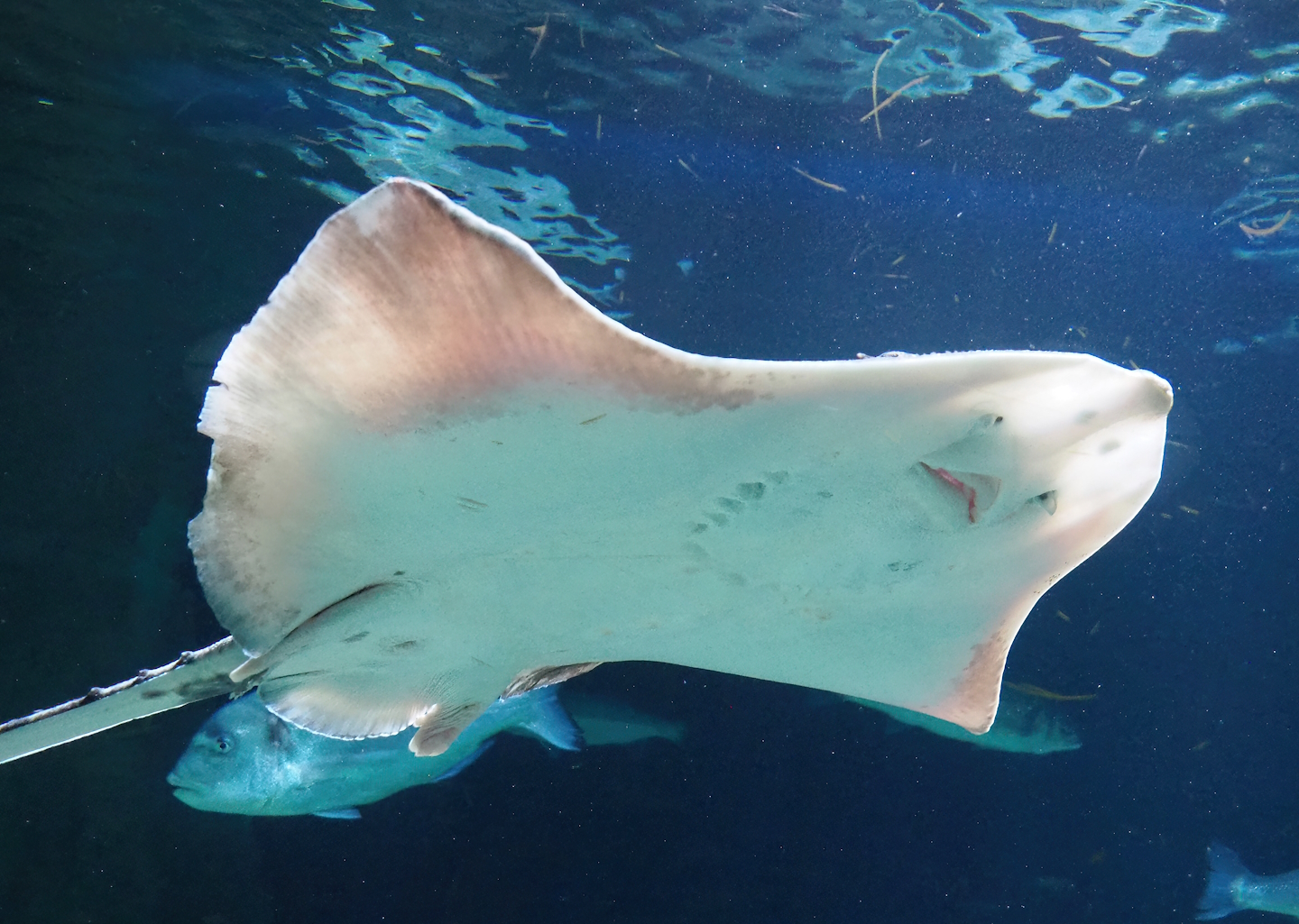 Undulate ray (Raja undulata), 2022-08-16