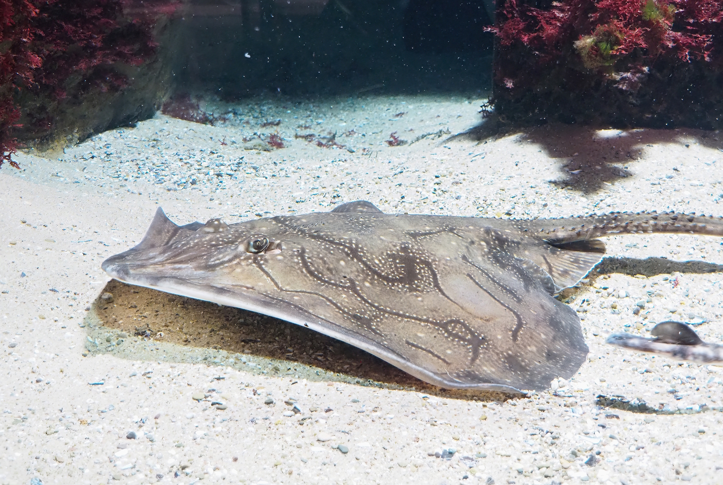 Undulate ray (Raja undulata), 2023-04-08