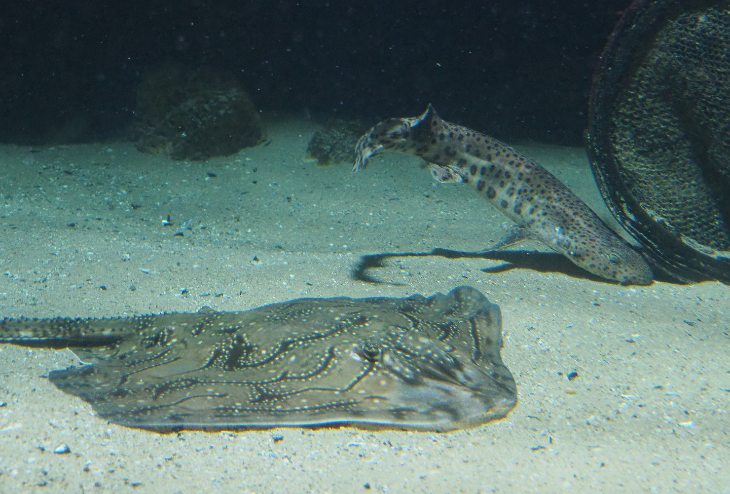 Undulate ray (Raja undulata) and Large-spotted dogfish (Scyliorhinus stellaris), 2020-06-28