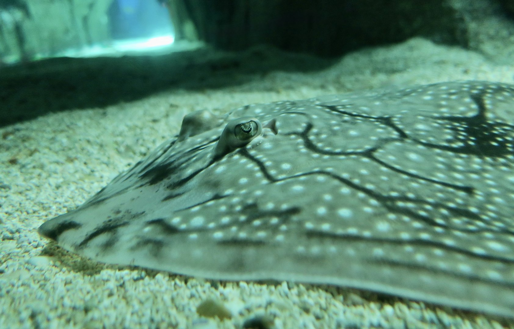 Undulate Ray (Raja undulata) closeup