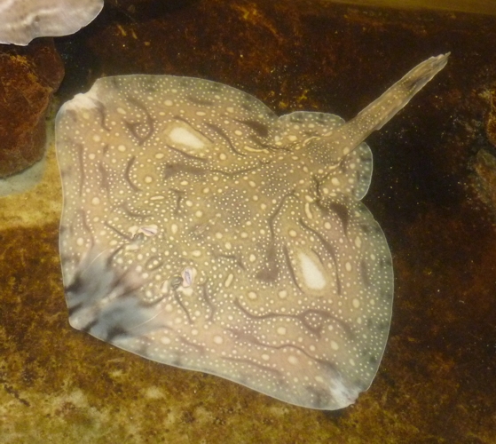 Undulate ray (Raja undulata)