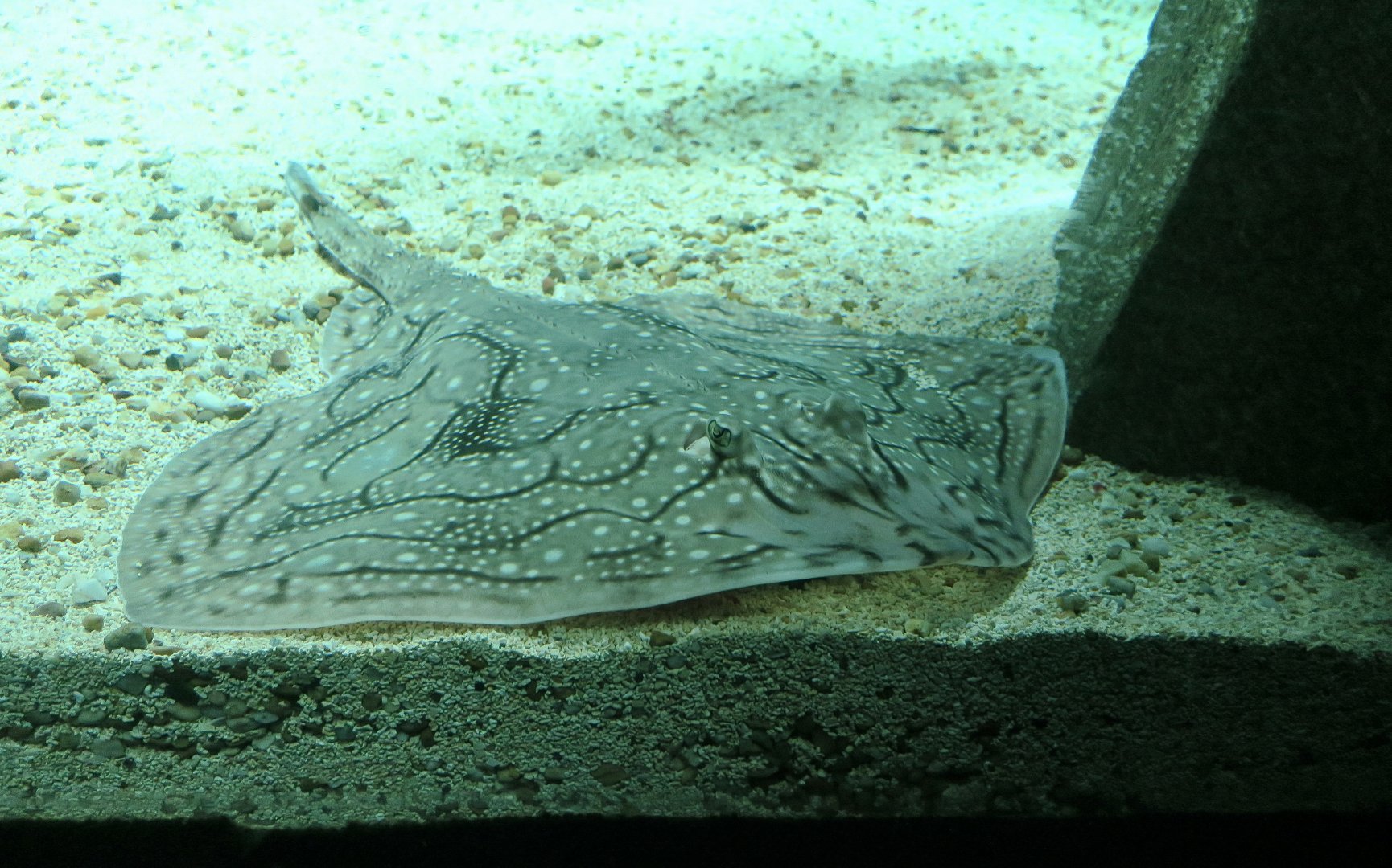 Undulate Ray (Raja undulata)