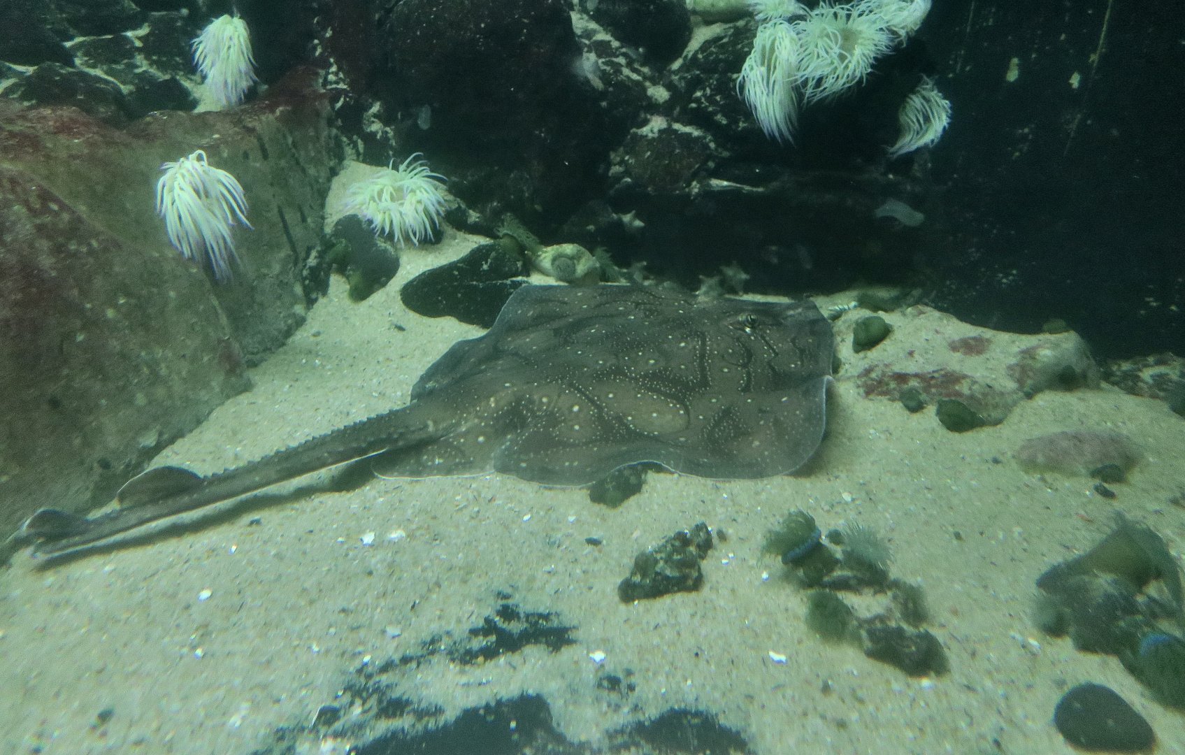 Undulate Ray (Raja undulata)