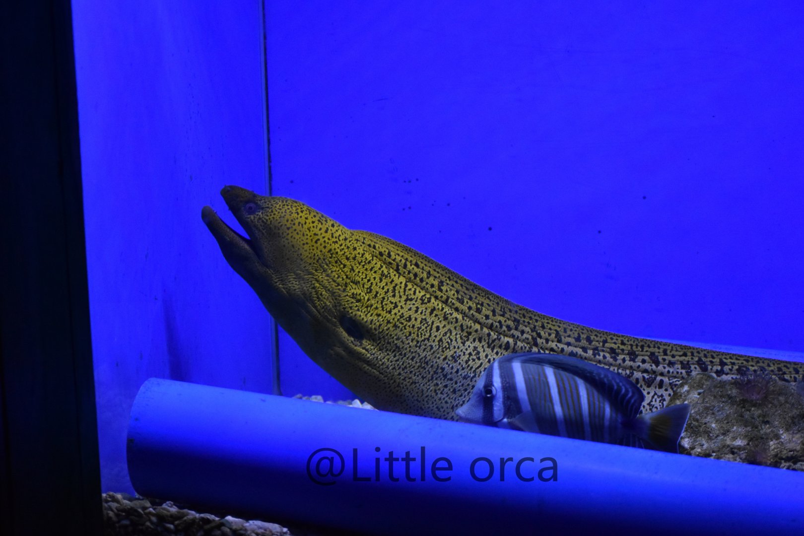 Undulated moray (Gymnothorax undulatus) and Sailfin tang (Zebrasoma veliferum)
