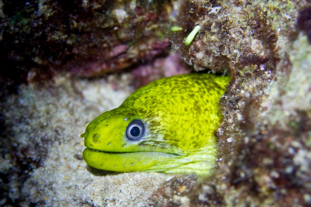 Undulated Moray