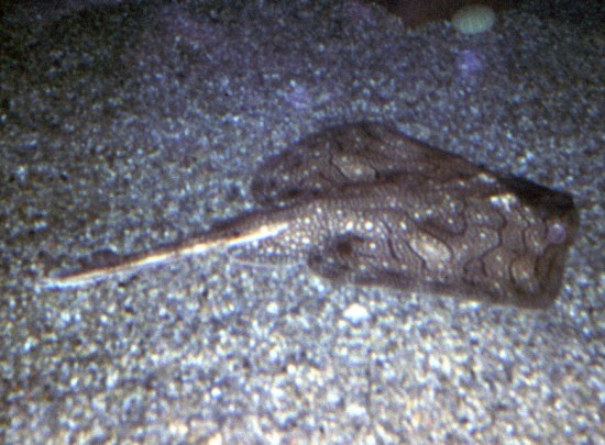 Undulated Ray (Raja undulata)