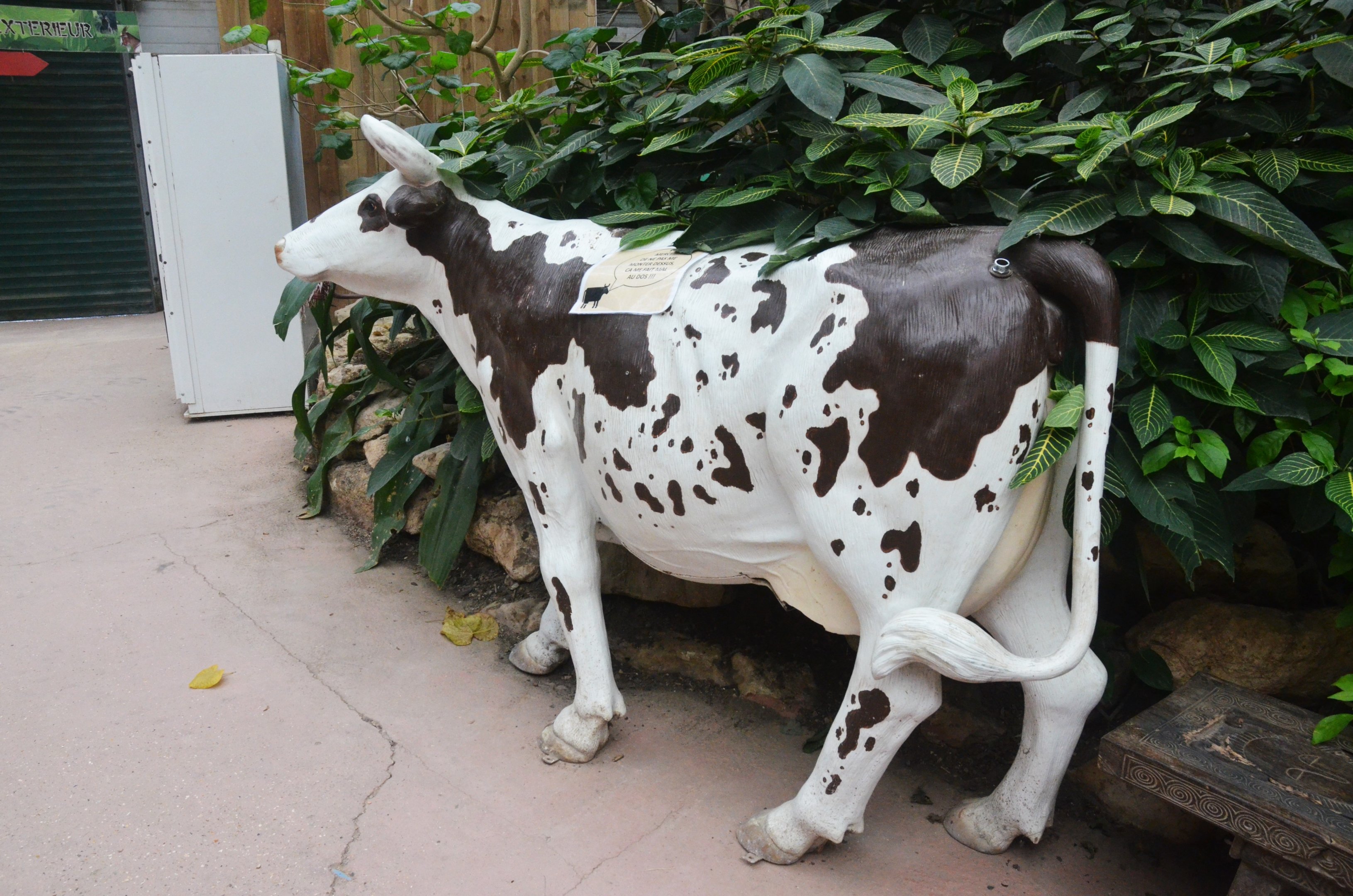 Unexplained Cow at Biotropica, 16/06/18
