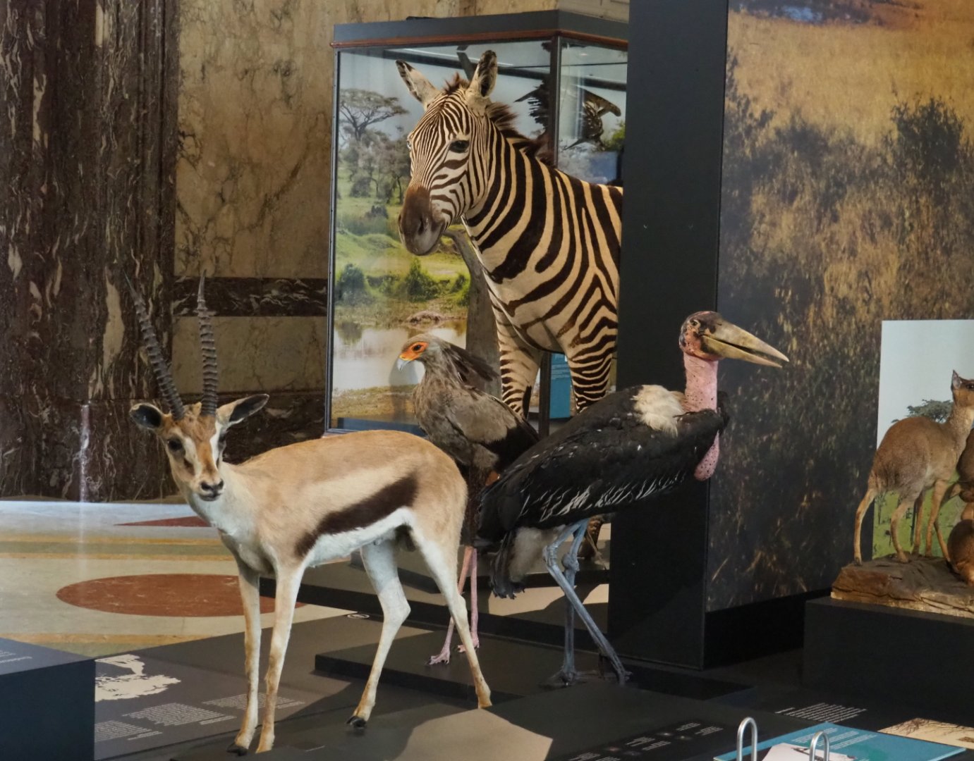 Ungulate and large bird specimens in the Landscapes and Biodiversity Hall, 2021-10-20