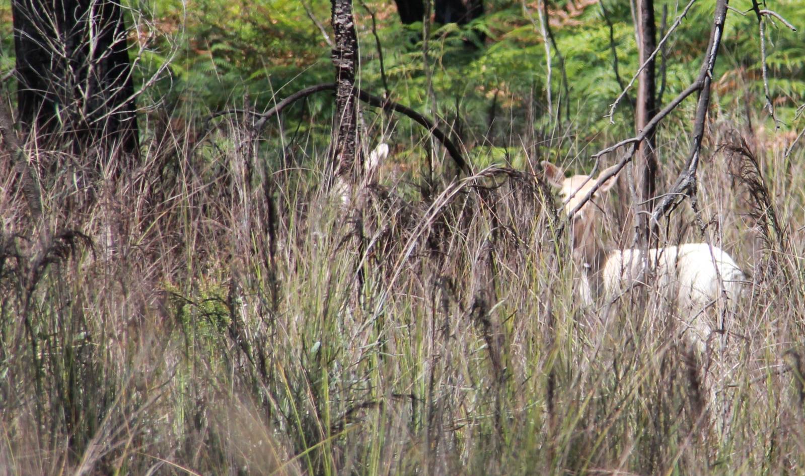 Ungulate in Great Otway National Park
