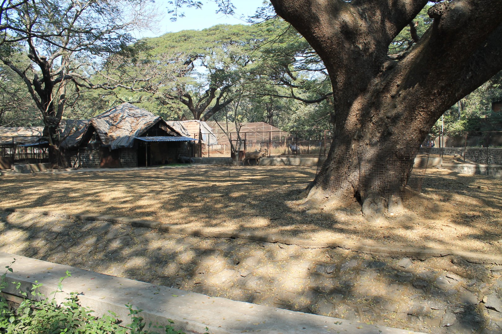 ungulate paddock, Mumbai Zoo