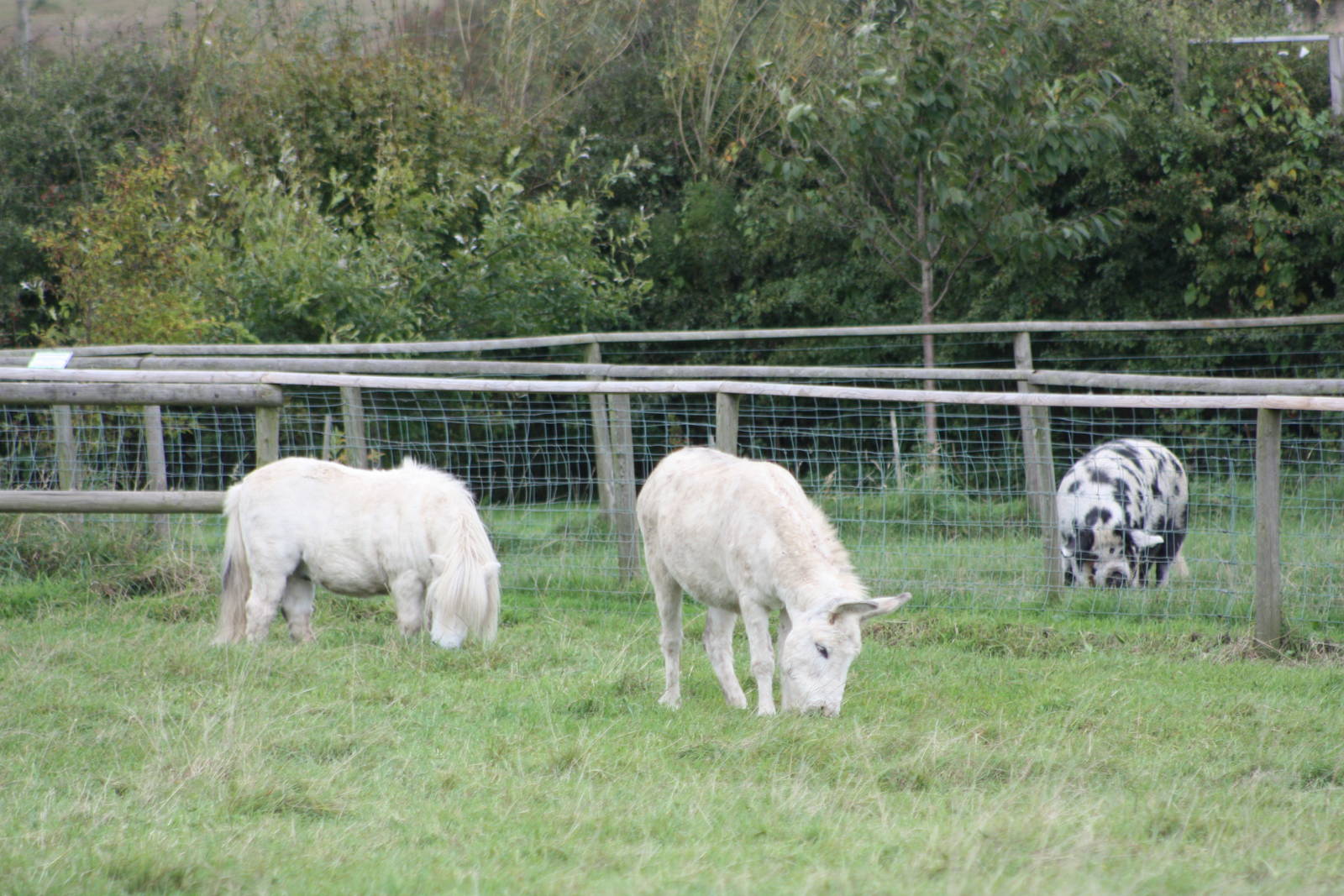 Ungulate panorama, 25th September 2014