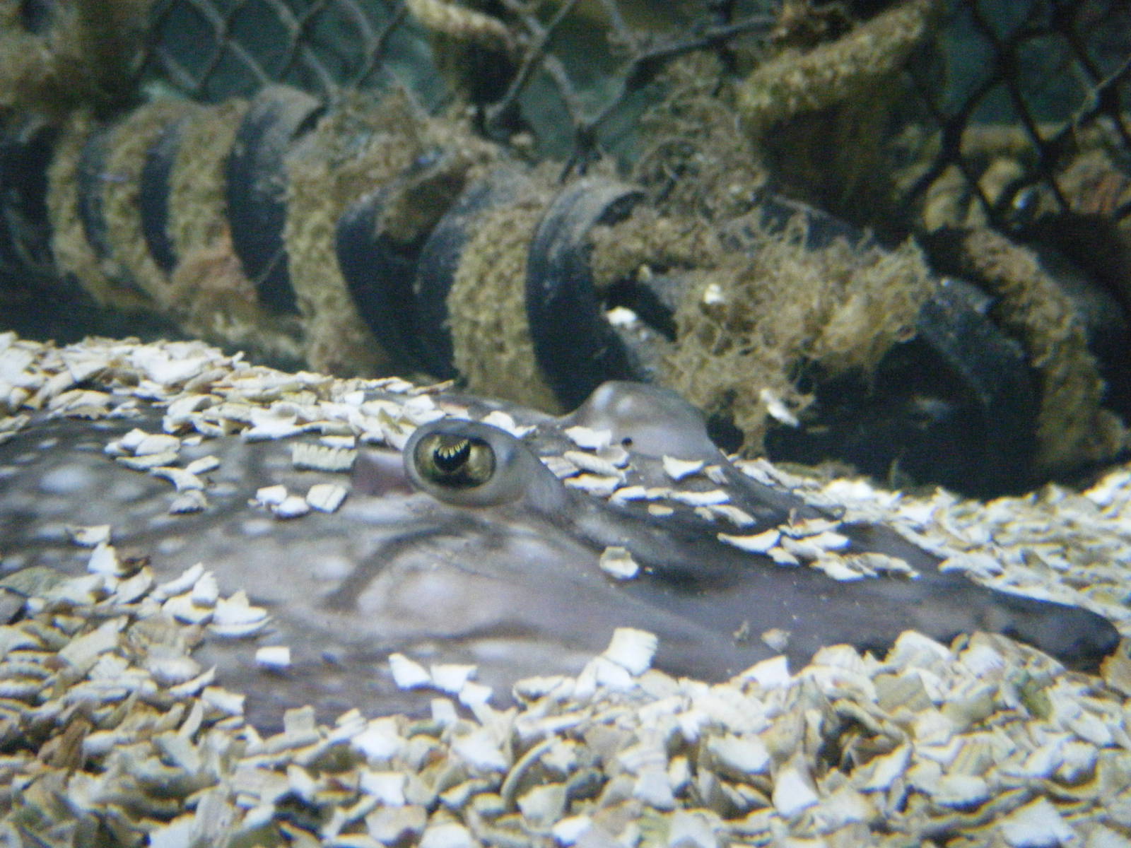 Ungulate Ray (April 2010)