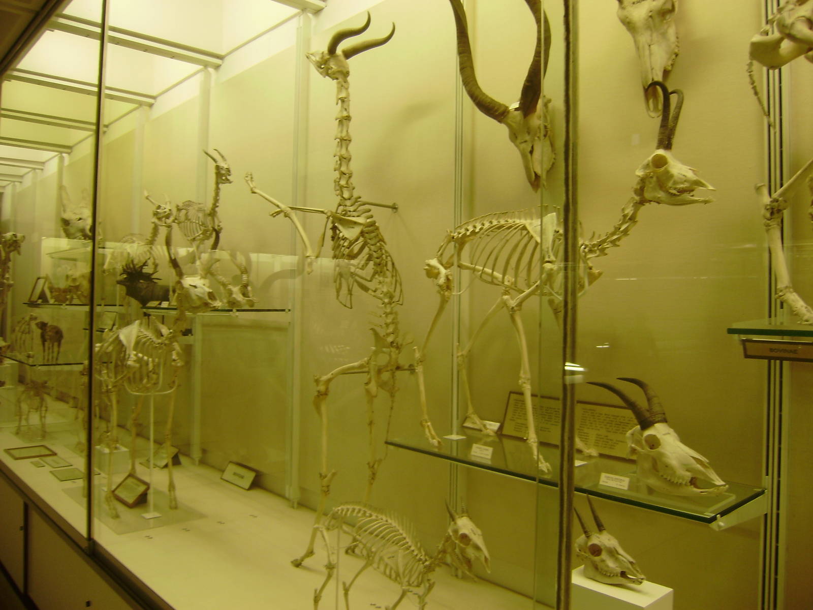 Ungulate skeleton display at Cambridge Natural History Museum