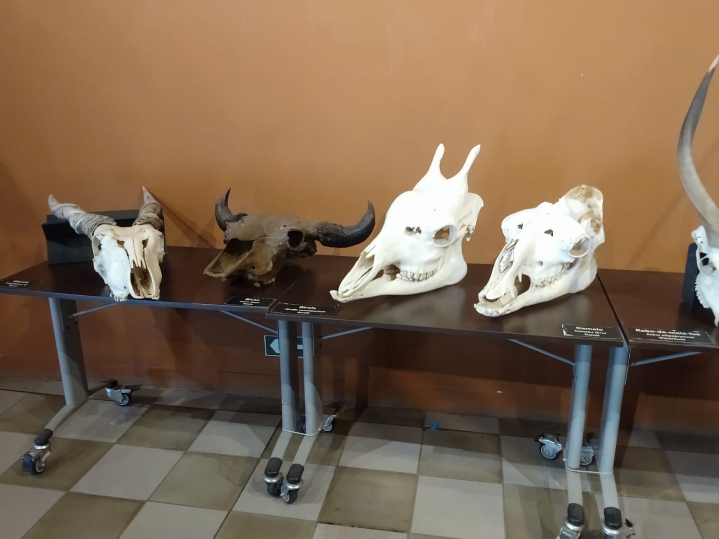 Ungulate skulls - PUC Mina's Natural Science Museum