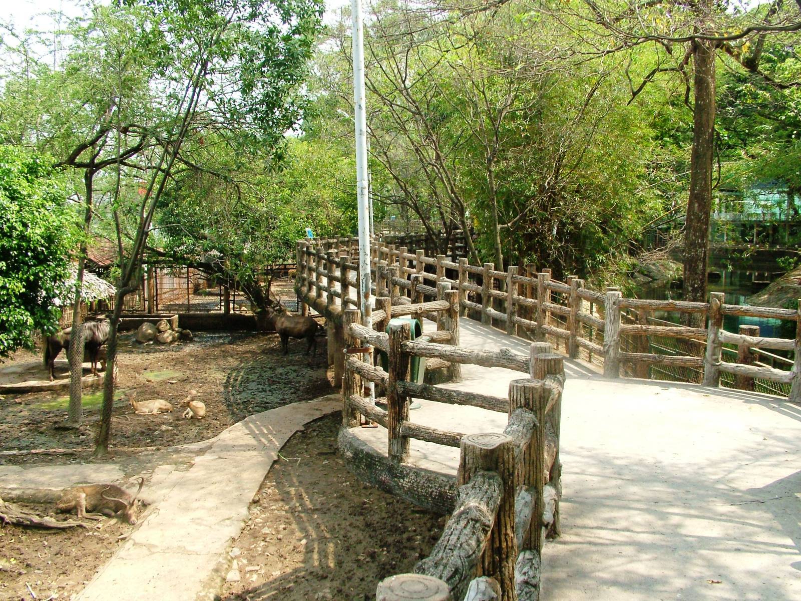 Ungulate Viewing at Saigon Zoo, 16/03/12