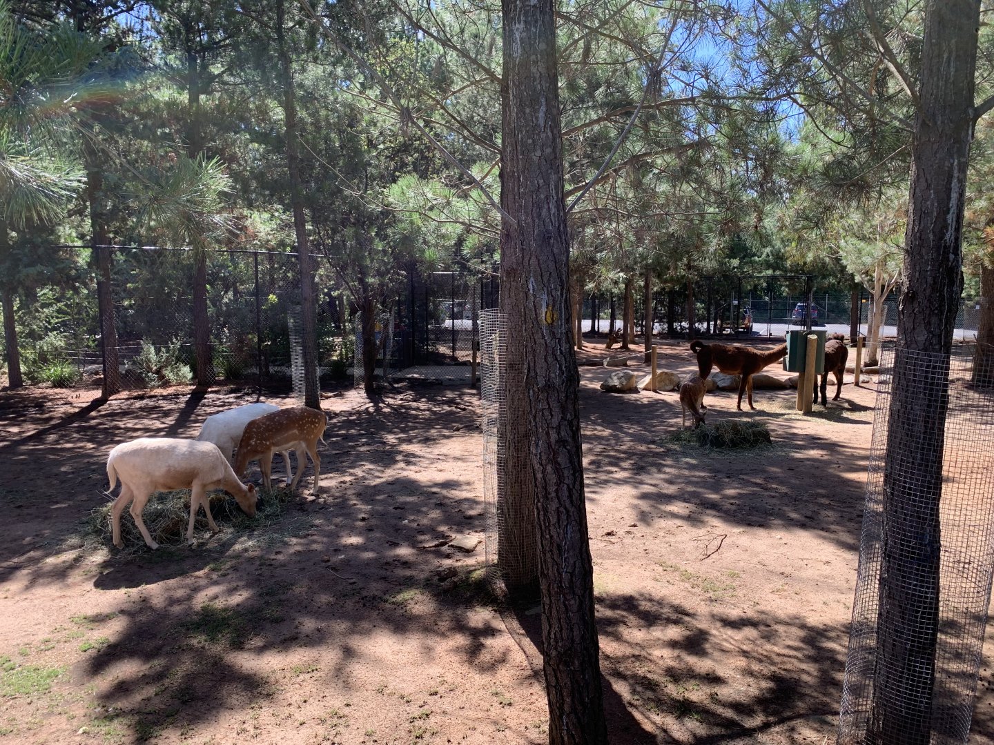 Ungulate Walk-Through