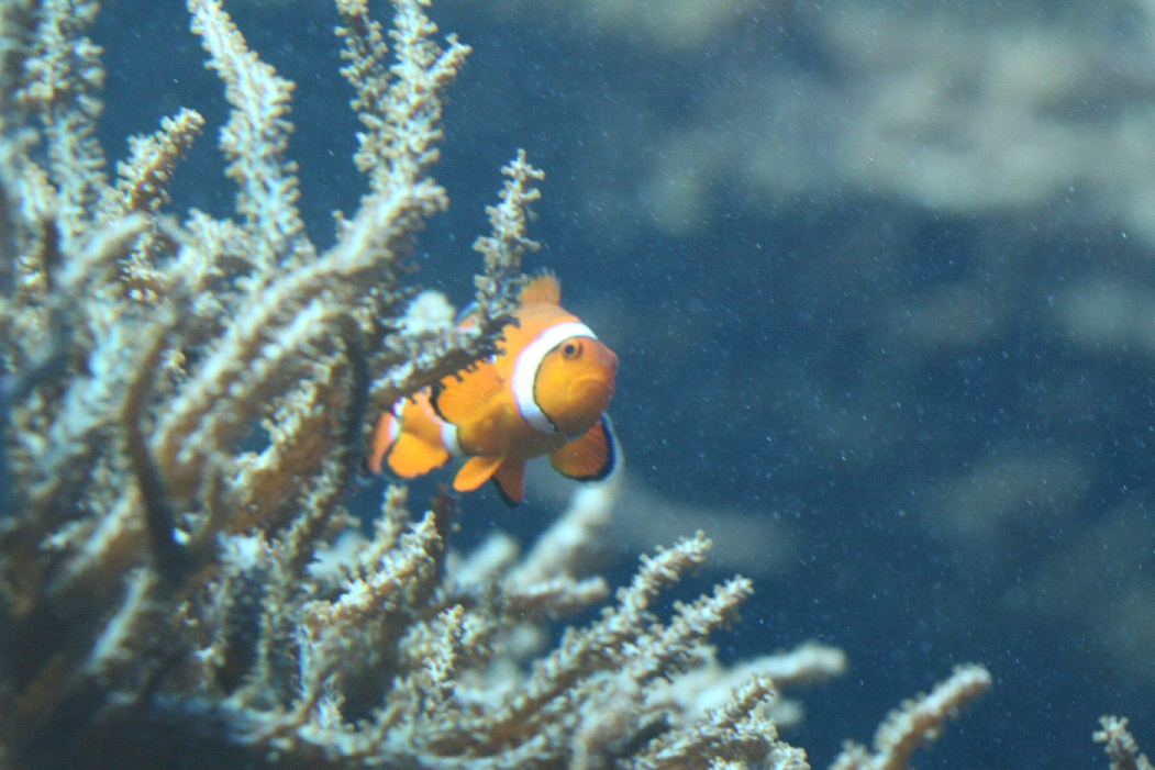Unhappiest Nemo Ever