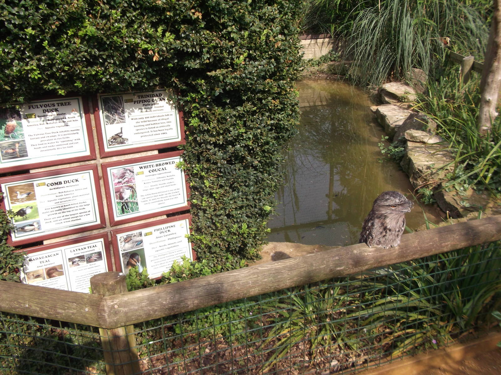 Unhelpful Tawny Frogmouth