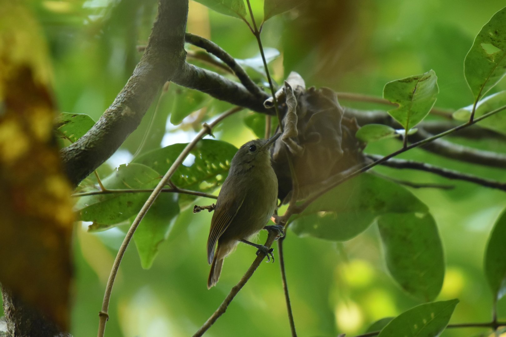 Unicolored Antwren (Myrmotherula unicolor)