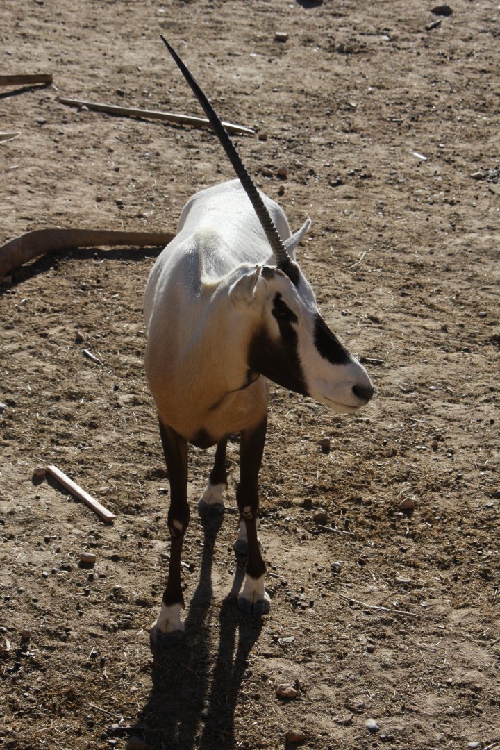 Unicorn Arabian oryx (Oryx leucoryx)