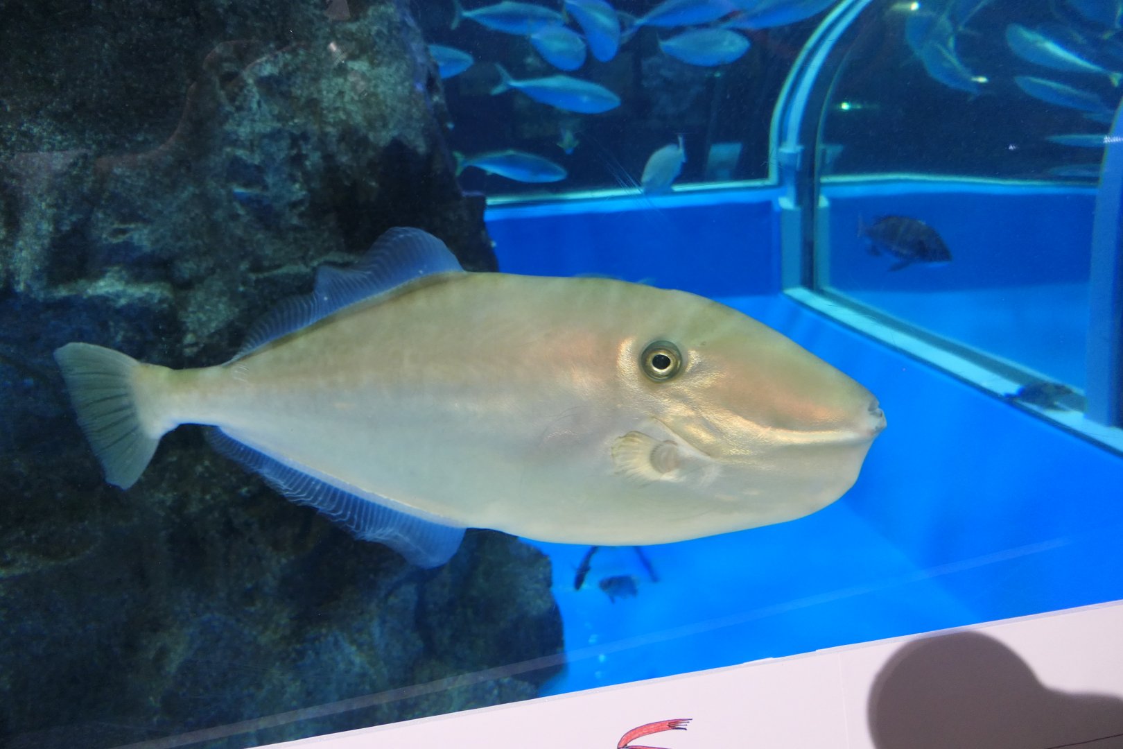 Unicorn Filefish (Aluterus monoceros) - Uozu Aquarium