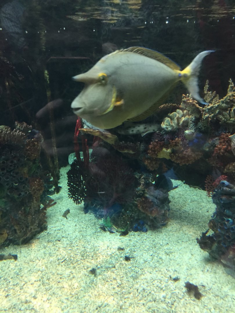 Unicorn fish 6-23-2017