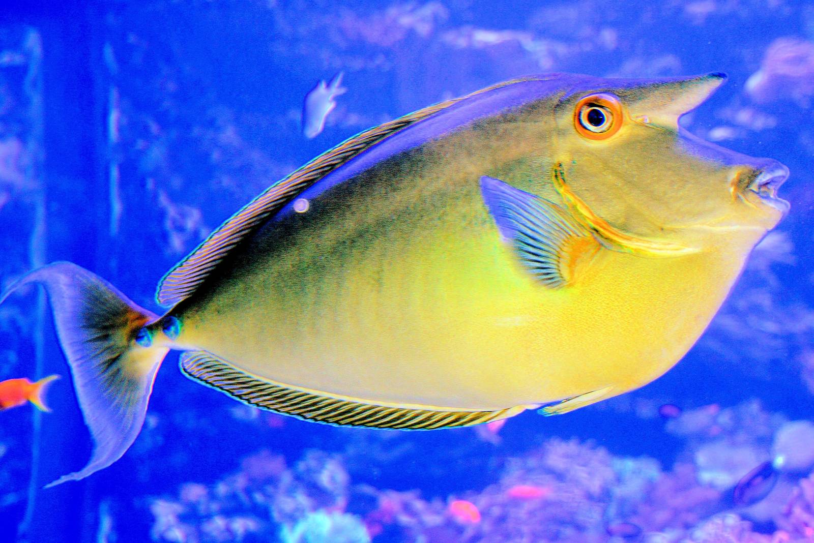 Unicorn fish; Duisburg; 8th September 2014