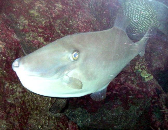Unicorn Leatherjacket (Aluterus monoceros)