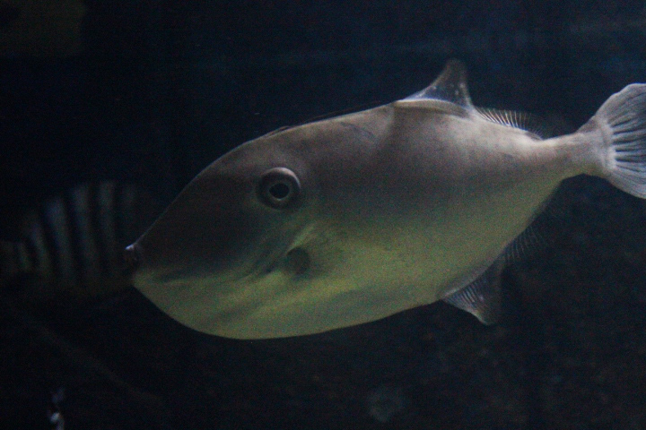 Unicorn leatherjacket (Aluterus monoceros)