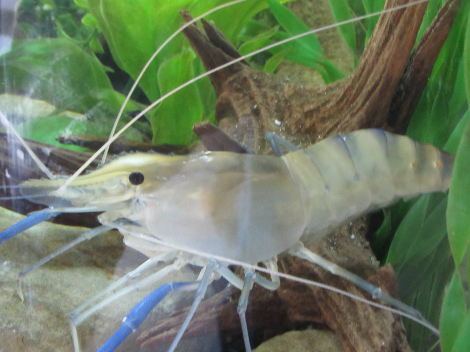 Unicorn Prawn in Tiny Tot Nature Spot